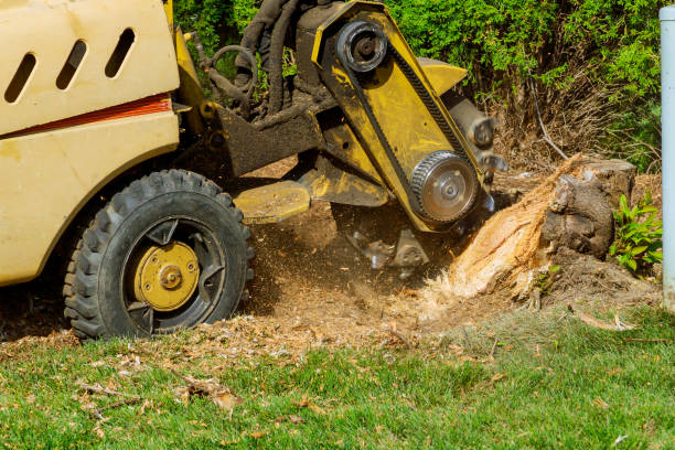 Tree Removal for Businesses in West Point, UT